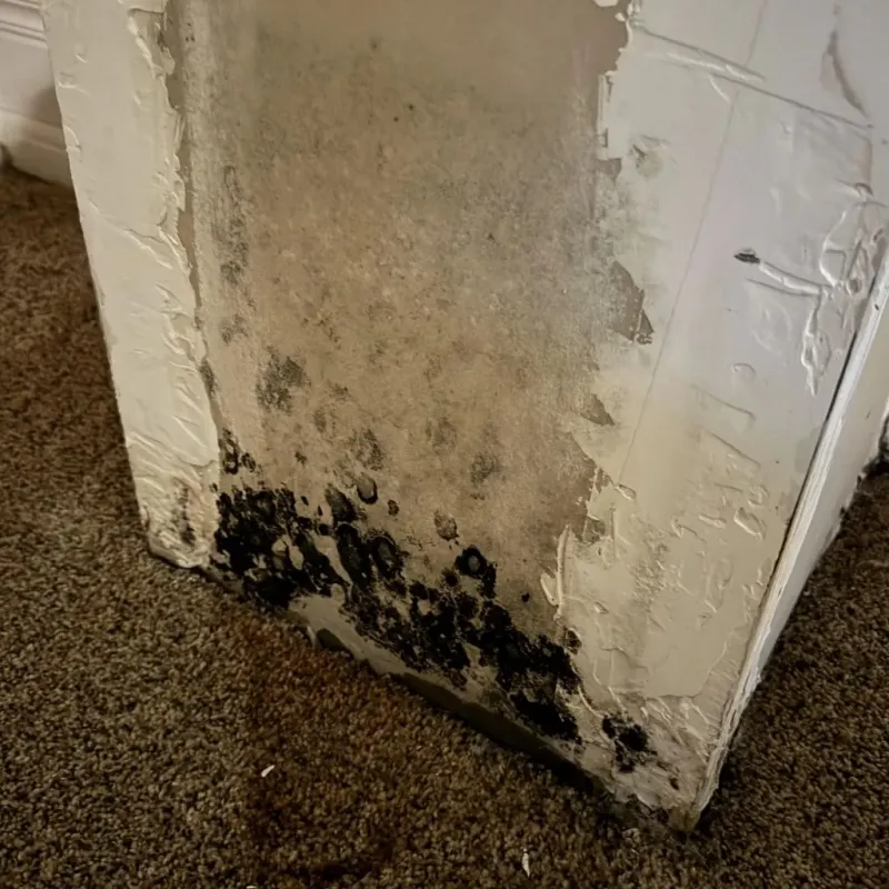 Professional Mold Removal in Yucca Valley, CA